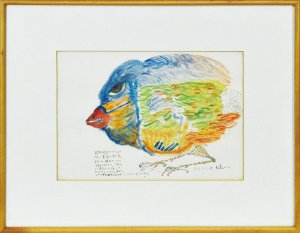裏庭の野鳥