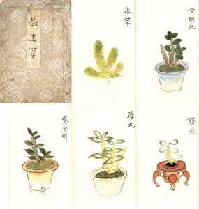 長生草